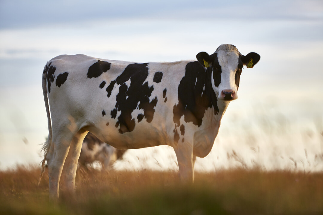 La sostenibilidad en Arla